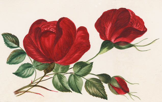 Sabine - Roses