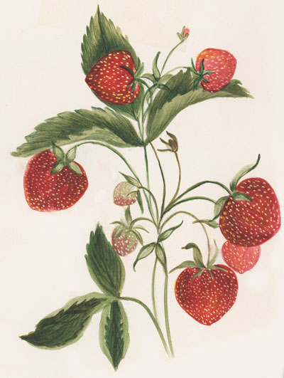 Sabine - Strawberries